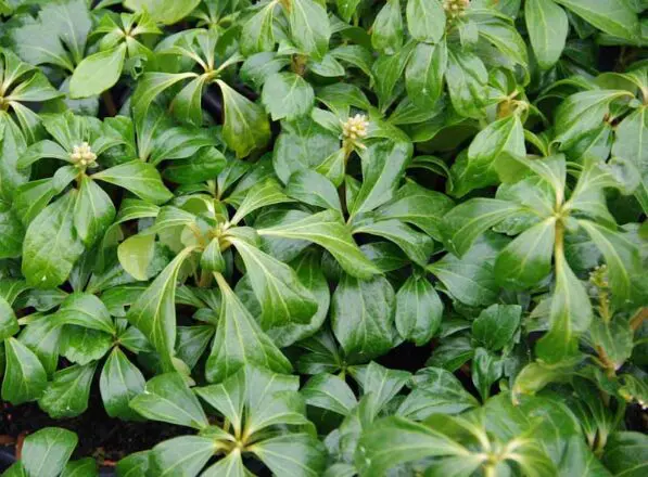 Pachysandra terminalis 'Green Sheen'