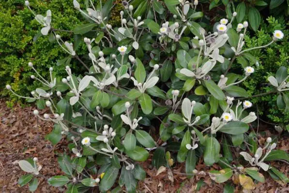 Pachystegia insignis