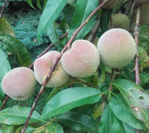 Peach 'Black Boy'