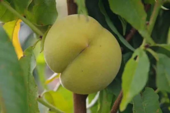 Peach 'Golden Queen'