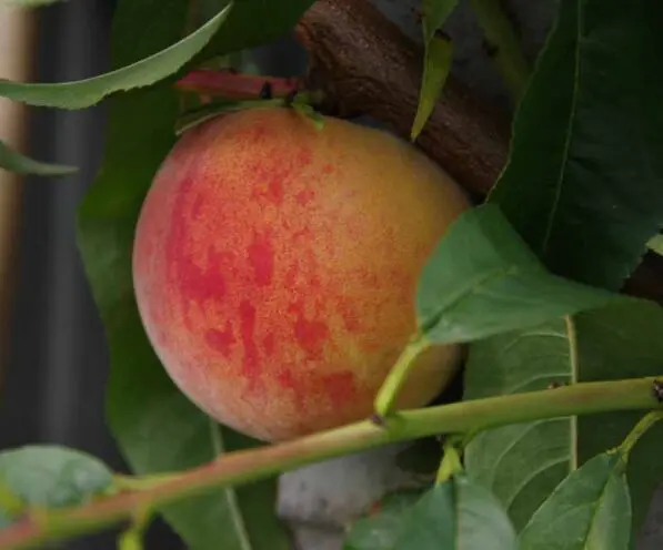Peach 'Rose Chiffon'