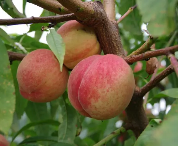 Peach 'Yumyeong'