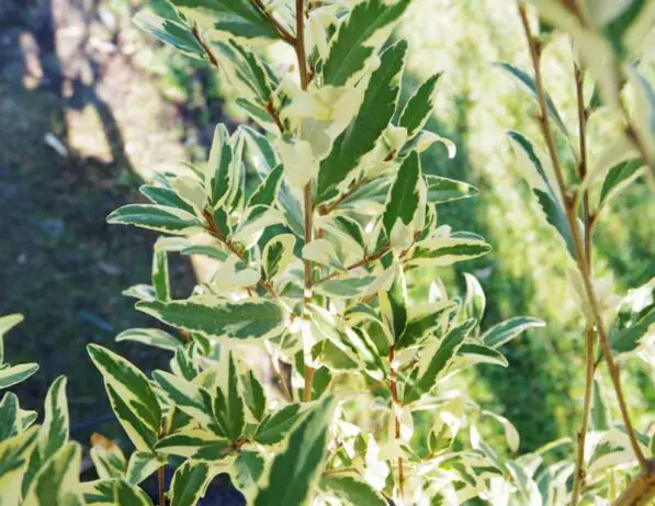 Phebalium 'Illumination'