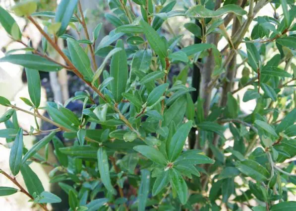 Phebalium squameum