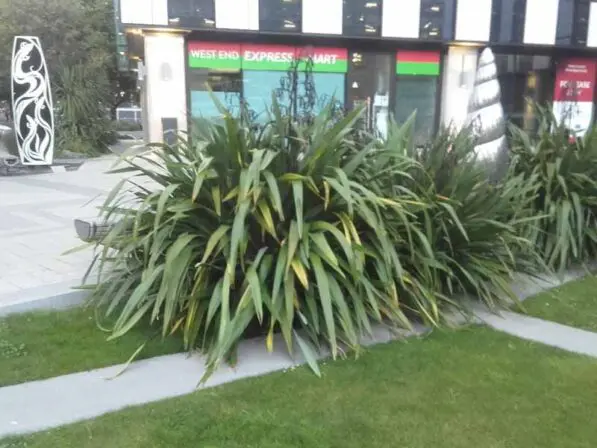 Phormium cookianum