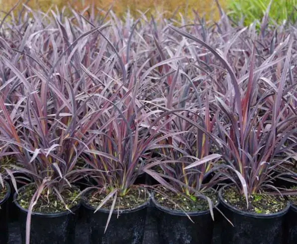 Phormium 'Dark Delight'