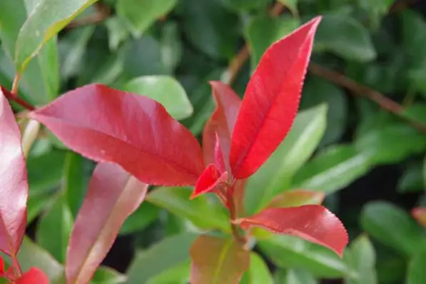 Photinia 'Red Robin'