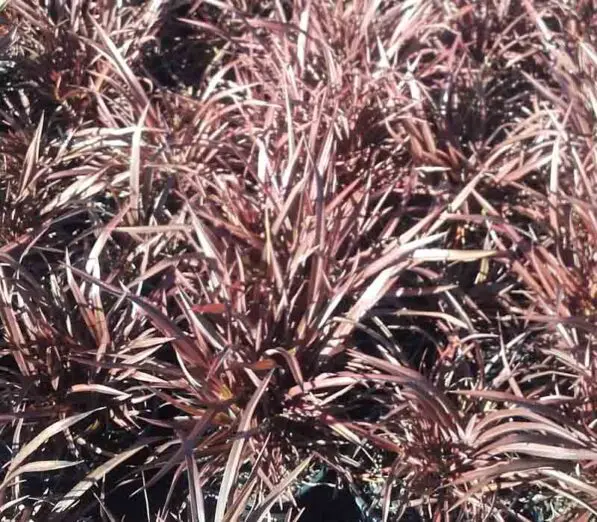 Phormium 'Sweet Mist' PVR