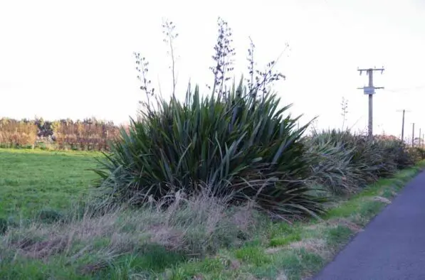 Phormium tenax