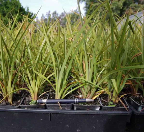 Phormium tenax re-veg