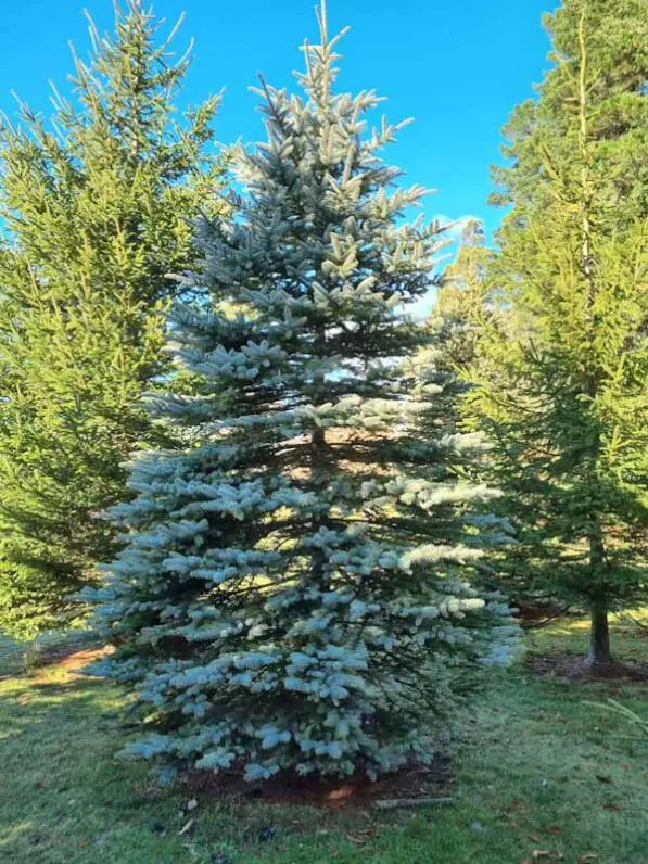 Picea pungens 'Glauca'
