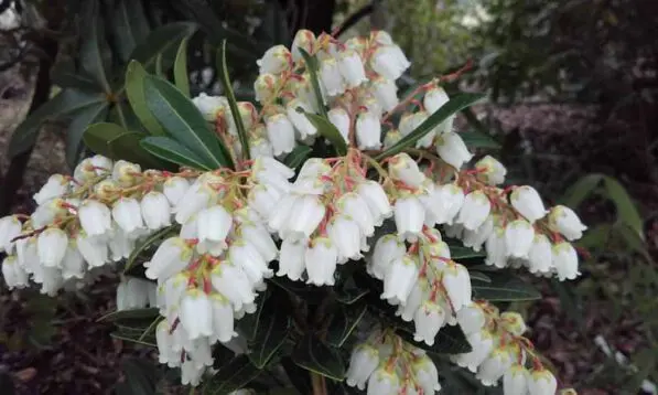 Pieris 'Temple Bells'
