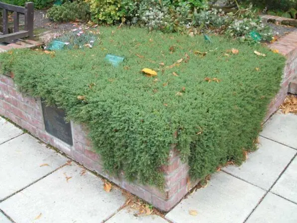 Pimelea prostrata