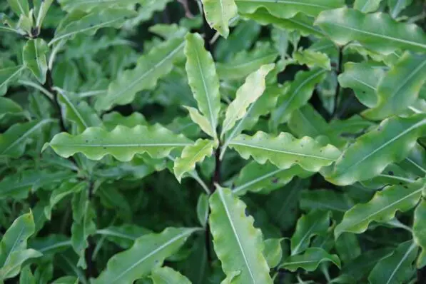 Pittosporum eugenioides
