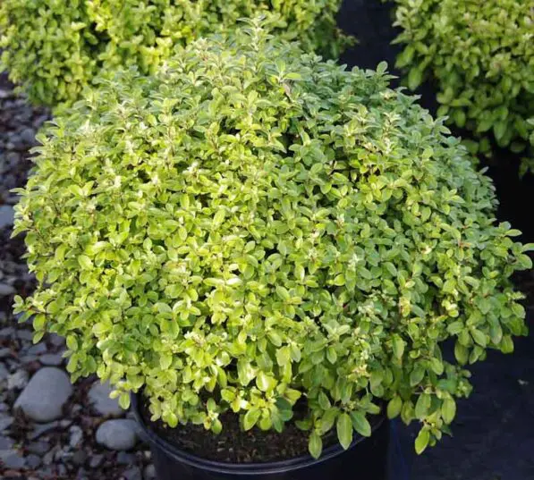 Pittosporum 'Fankies Folly'