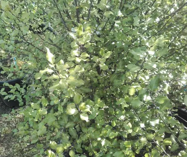 Pittosporum 'Silver Sheen'