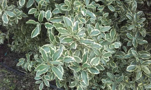 Pittosporum tenuifolium 'Variegatum'
