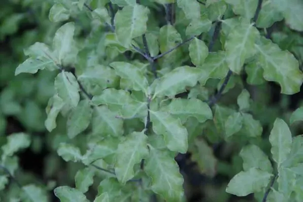 Pittosporum tenuifolium