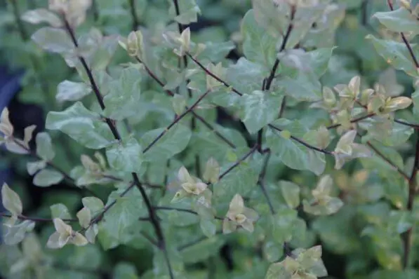 Pittosporum 'Wrinkle Blue'