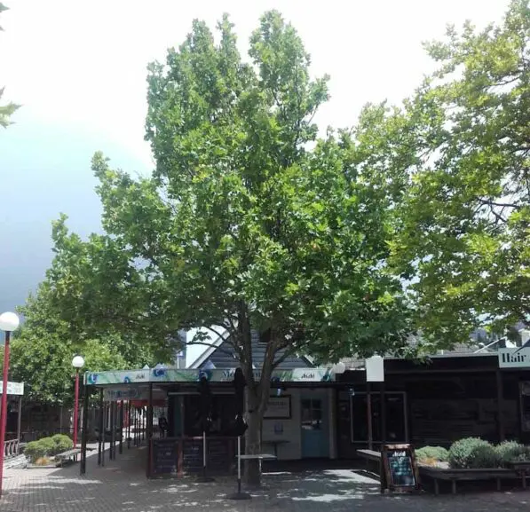 Platanus x acerifolia