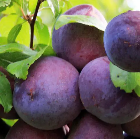 Plum 'Black Doris'