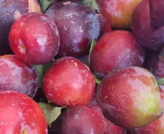 Plum 'Purple King'