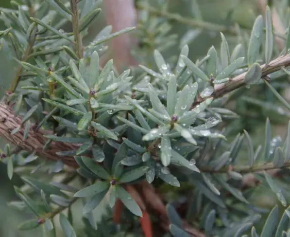 Podocarpus totara 'Matapouri Blue'