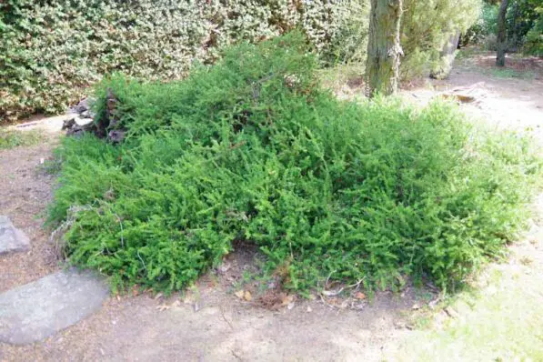Podocarpus nivalis