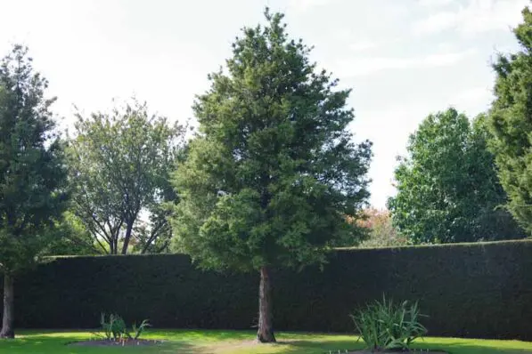 Podocarpus totara