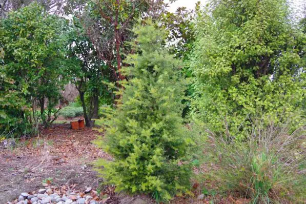 Podocarpus totara 'Mt Cook'