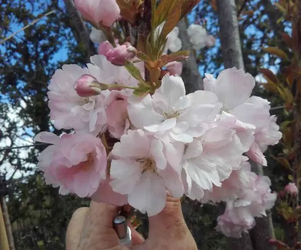 Prunus 'Amanogawa' 100 std