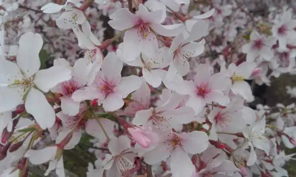 Prunus x yedoensis 'Awanui' 180 std
