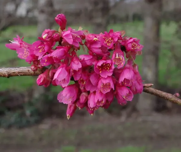 Prunus 'Felix Jury' 150 std