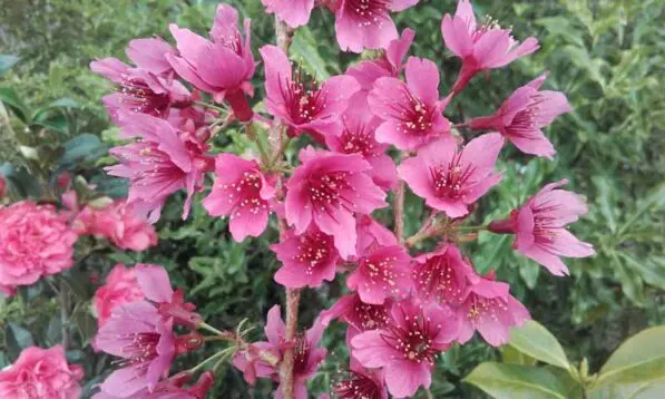 Prunus 'Felix Jury' 180 std