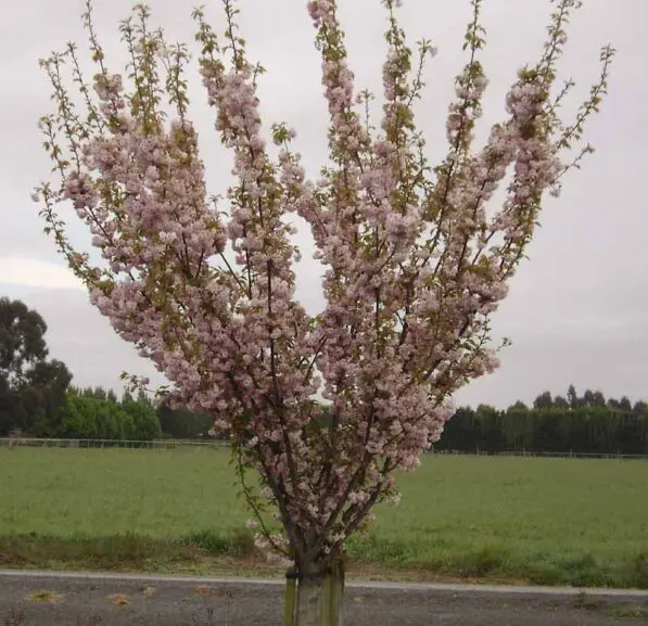 Prunus 'Kanzan' 180 std