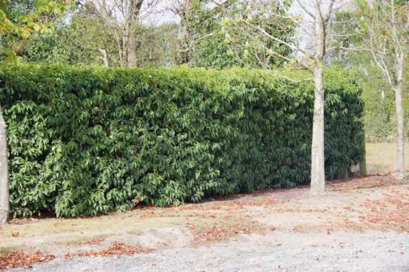 Prunus lusitanica