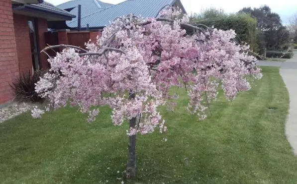 Prunus 'Pendula Rosea' 180 std