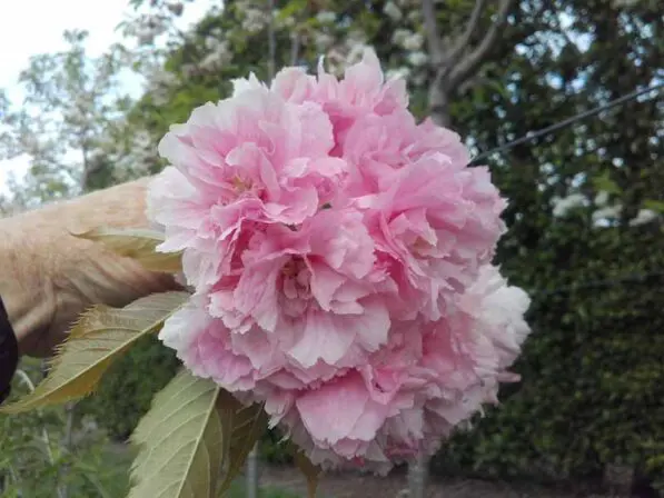 Prunus 'Pink Perfection' 150 std
