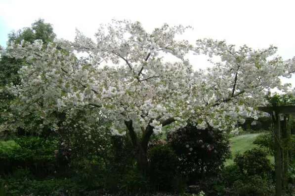 Prunus 'Shirotae' 150 std