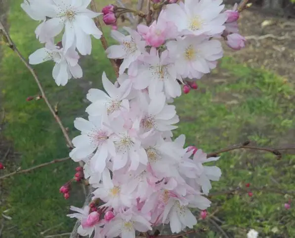 Prunus 'Southern Gem' 180 std