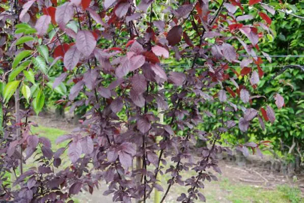 Prunus cerasifera 'Thundercloud'