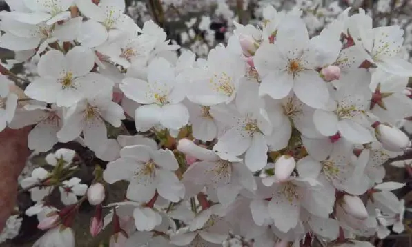 Prunus x yedoensis 150 std