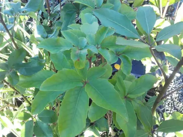 Pseudopanax arboreus