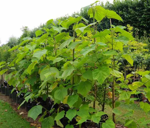 Paulownia elongata