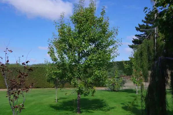 Pyrus calleryana 'Aristocrat'
