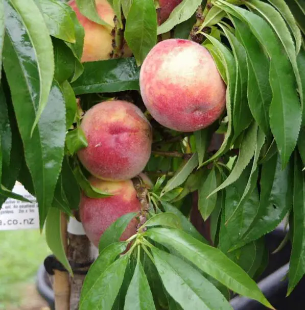 Peach 'Bonanza'