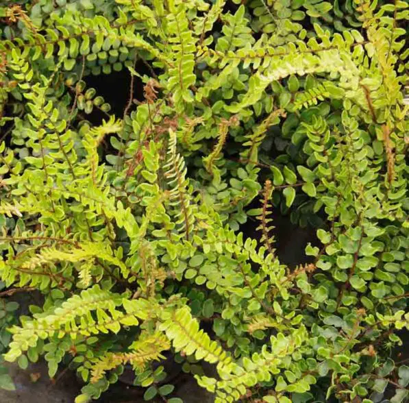 Pellea rotundifolia