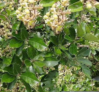 Pennantia corymbosa