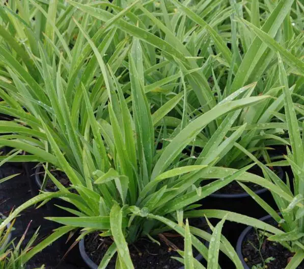 Phormium 'Emerald Green'