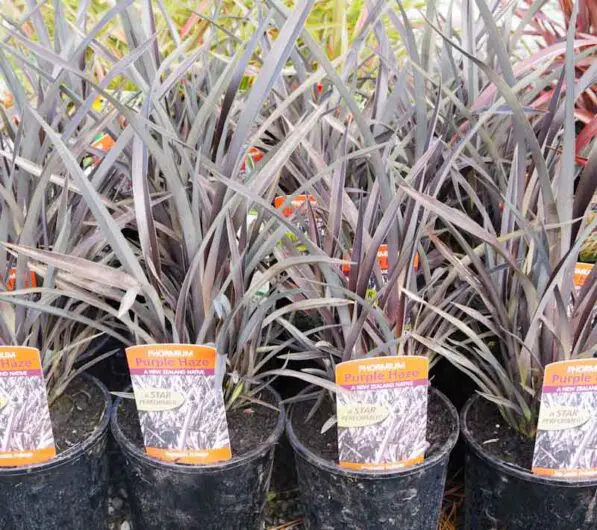 Phormium 'Purple Haze' PVR